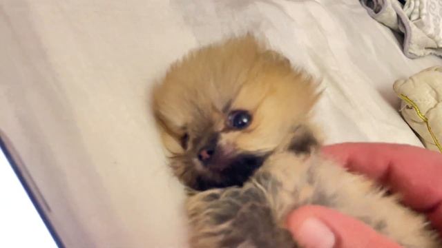 Милота без границ!!! Супер мини померанский шпиц - baby face смотреть онлайн