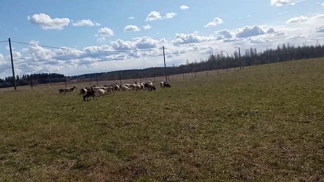 моё хозяйство/звери едят/выпас смотреть онлайн