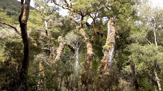 Секрет Гарден Адажио. Secret Garden Adagio. смотреть онлайн