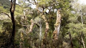 Секрет Гарден Адажио.  Secret Garden Adagio.