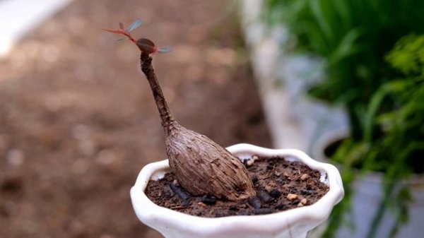 How to grow Phyllanthus Mirabilis (caudex plant), a simple bonsai that don't need to bend or prune
