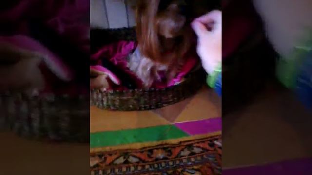 Команды \ Йорк \Бакс ) смотреть онлайн