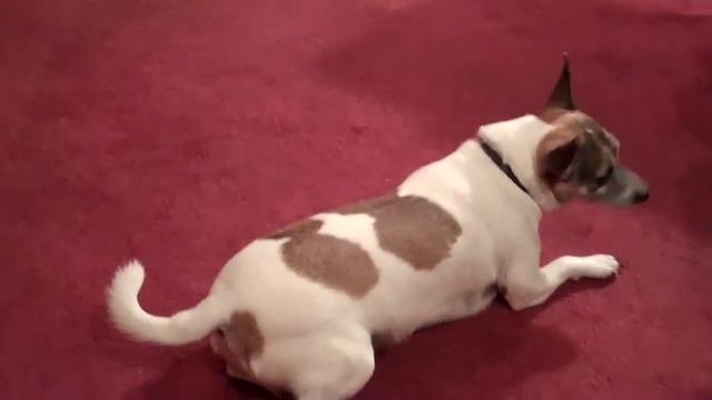 Хорошая дрессировка // Good dog смотреть онлайн