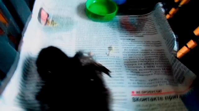 Кошка Пушинка младшая и цыплята день второй смотреть онлайн