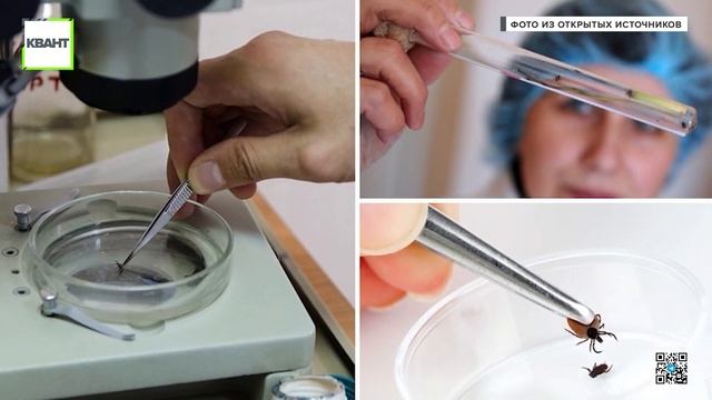 Клещи проснулись смотреть онлайн