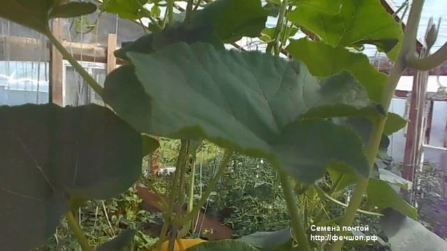 Тыква из Китая Что выросло. смотреть онлайн