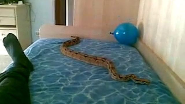 boa constrictor play смотреть онлайн