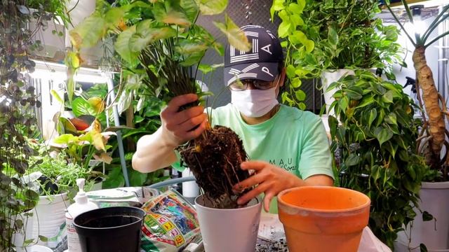 HOW I REPOT MY SYNGONIUM WHITE BUTTERFLY