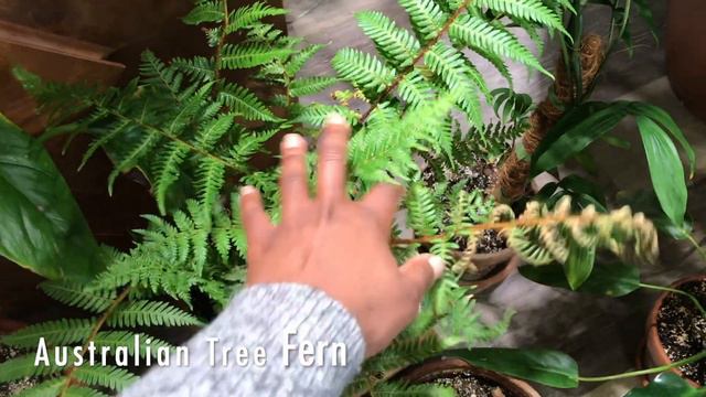 Indoor Houseplant Tour | Houseplant Collection Winter