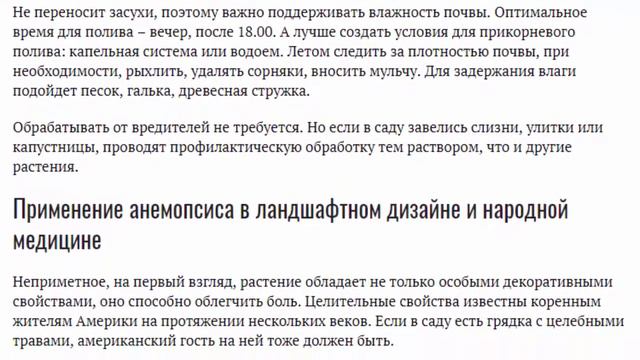 Анемопсис калифорнийский (Anemopsis Californica).