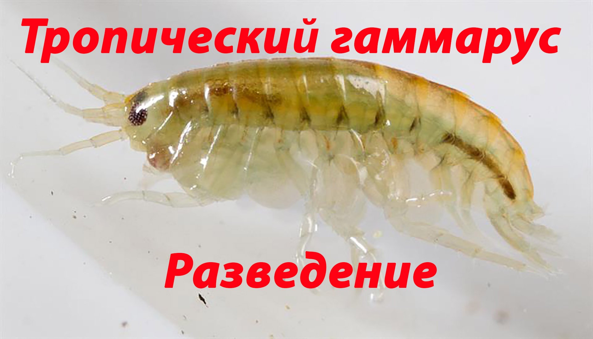 Мексиканский гаммарус (Hyalella azteca) - разведение в домашних условиях смотреть онлайн