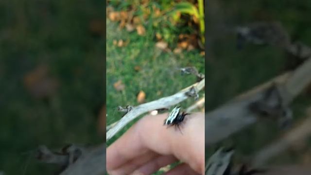 Texas Adventures - Spiny Orb Weaver смотреть онлайн
