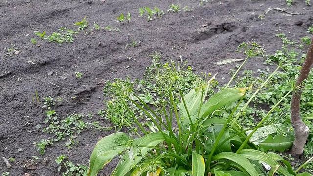 Как цветет черемша смотреть онлайн