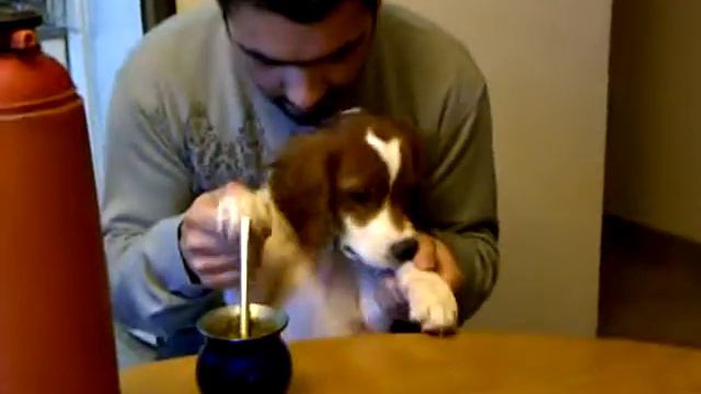 Tango tocando el piano смотреть онлайн