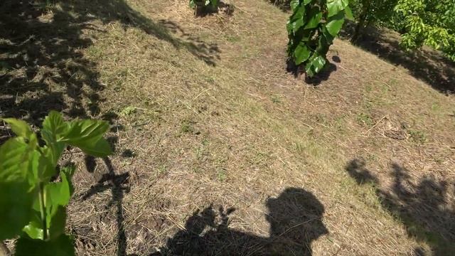 Прививки шелковицы / Сигнальное плодоношение сорта МИТРИДАТ ЕВПАТОР / Обзор на 16. 07. 2022г. смотреть онлайн