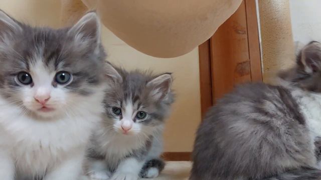 Милый котята Норвежской лесной кошки.　可愛いノルウェージャンフォレストキャットの子猫達 смотреть онлайн