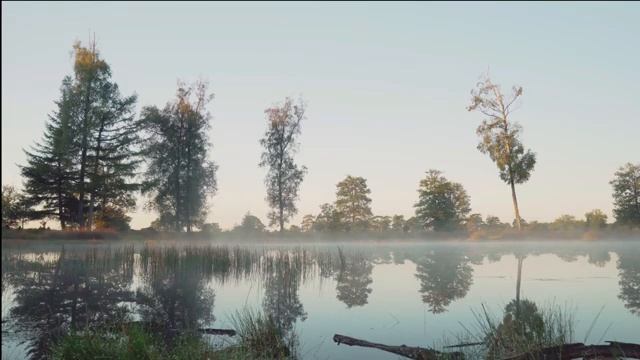 Звуки утреннего пруда. Пение птиц, кваканье лягушек для отдыха,медитации,спокойного сна. Поющий пру смотреть онлайн