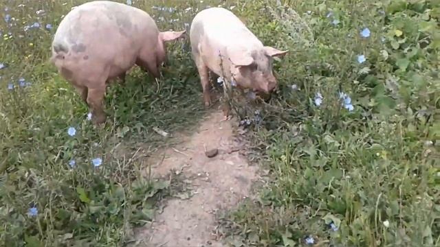 ОБЗОР ДОМАШНЕЙ ФЕРМЫ/mini farm смотреть онлайн