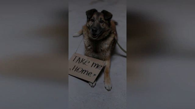 В Семье Думали, что их Пёс Исчез Навсегда, но он Вернулся с Неожиданной Запиской на Ошейнике смотреть онлайн