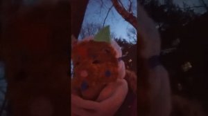как найти друзей квадроберов              #квадробика #териан #ставьлайк #друзья