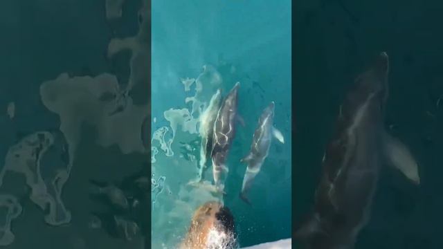 Дельфины Черного моря смотреть онлайн