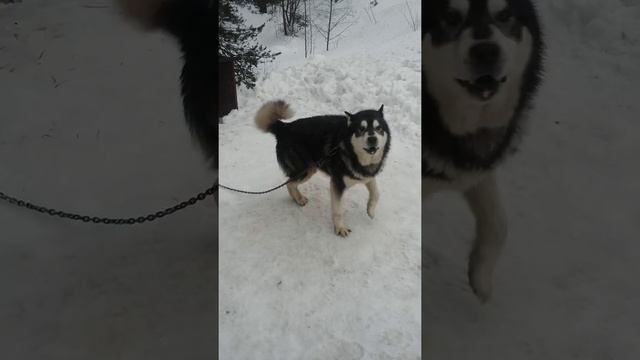 Хаски!) смотреть онлайн