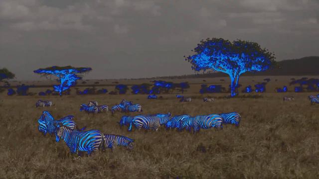 африканская зебра смотреть онлайн