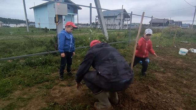 Садим яблони и груши ПРАВИЛЬНО!!! смотреть онлайн