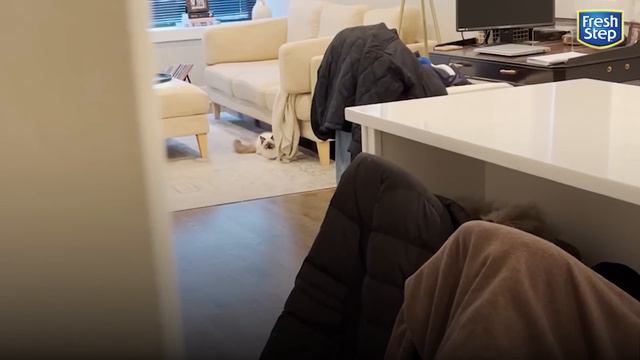 Everything This Girl Thought She Knew About Cats Was Wrong | The Dodo