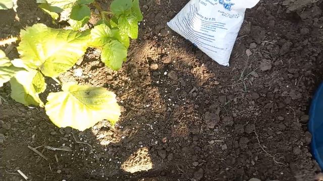 Посадка ежемалины Тайбери. смотреть онлайн