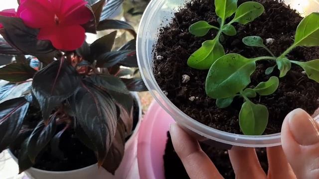 Пикировка петунии. Уход за рассадой петунии после пикировки смотреть онлайн