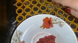 КАК ЗАСОЛИТЬ ИКРУ ДОМА / ЗАПЕКАЕМ ГОЛЕЦ / Как очистить икру от плёнки