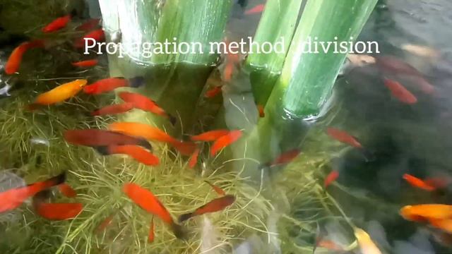 Homalomena expedita water plant for your fish pond смотреть онлайн