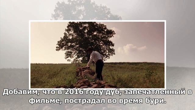 Дуб из фильма «Побег из Шоушенка» распилили на подарочные таблички смотреть онлайн