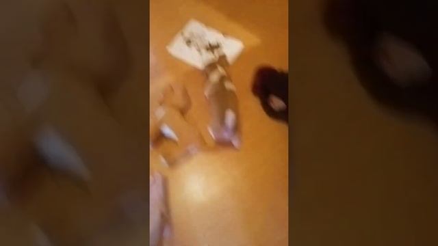 как отговорить собаку есть кошачий корм не знаю напишите в комментариях смотреть онлайн