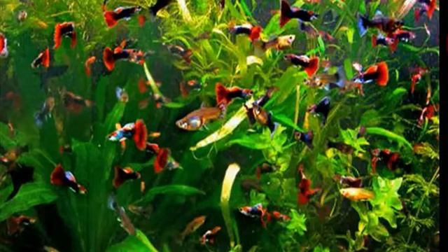 Живые и пластиковые растения в аквариуме, мифы и реальность смотреть онлайн