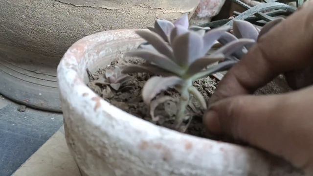 Echeveria graptopetalum Ghost Lilacina / paraguayense propagation different ways // Bloom with SI смотреть онлайн