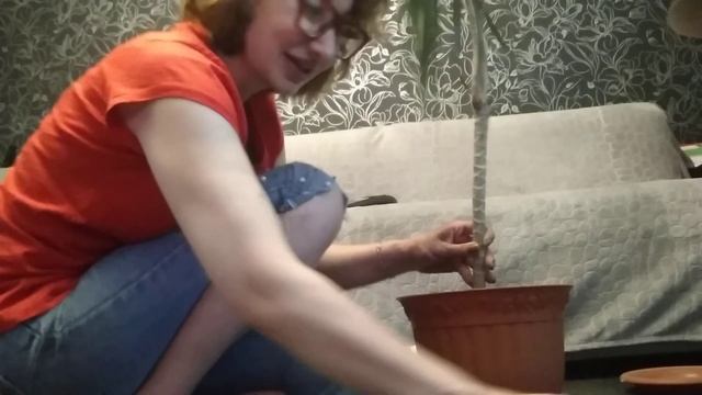 Реанимация Юкки. смотреть онлайн