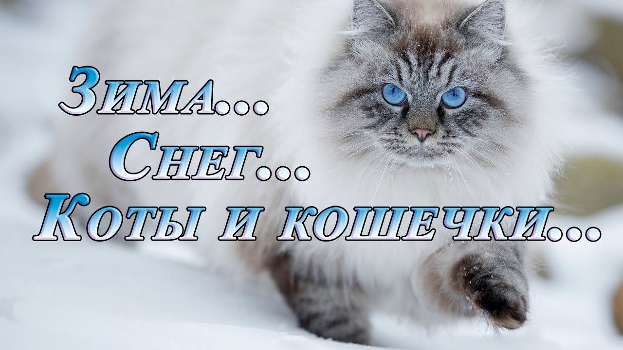 Зима * Снег * Коты и кошечки * смотреть онлайн