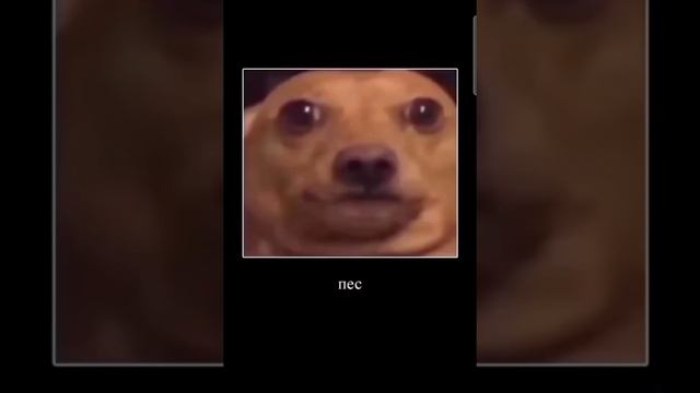 Пес будеш майонез? Гав гав каже пес може кетчуп в тебе єсть? Я виходжу в парк там гуляє пес. tiktok смотреть онлайн