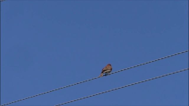 Наблюдение за птицами(живой звук) смотреть онлайн