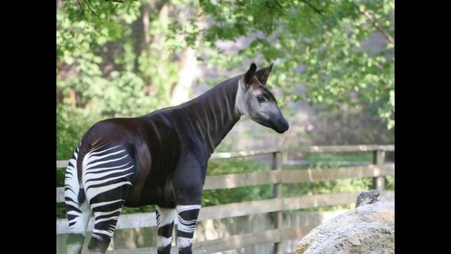 Amazing Facts About The Okapi смотреть онлайн