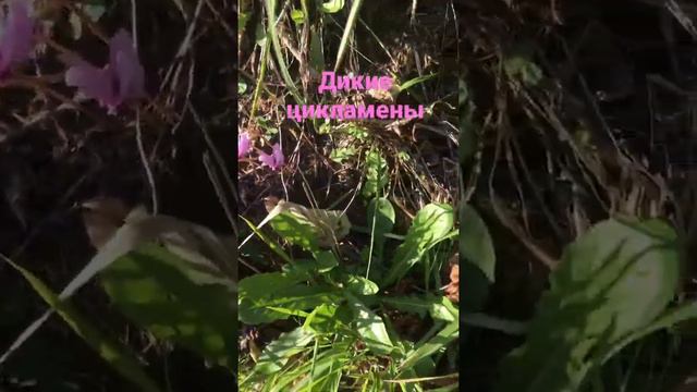 Дикие цикламены в горах Италии👋👍🇮🇹 смотреть онлайн