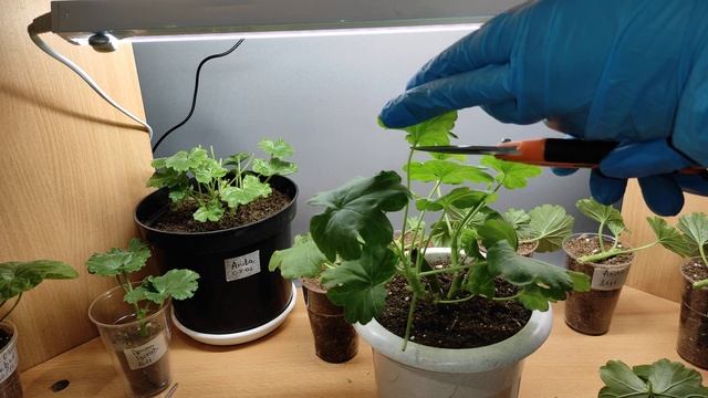 Черенкование пеларгонии 100% укоренение! стимулятор корнеобразования с ауксинами смотреть онлайн