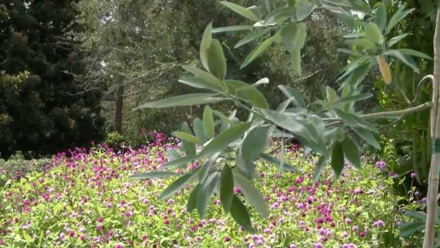 *'Sweetbay' Magnolia Trees* +Magnolia Virginiana+Wetlands+