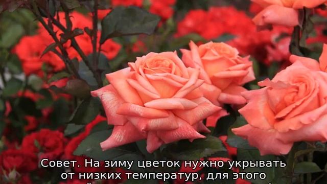 Роза Ред интуишн смотреть онлайн