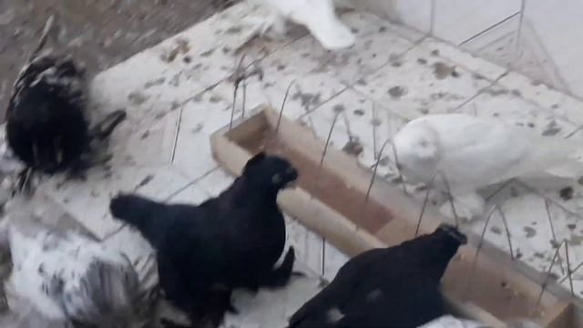 Старопородные бойные узбекские кокандские човкары Усманова Джамолхана г. Коканд, Узбекистан | Taube