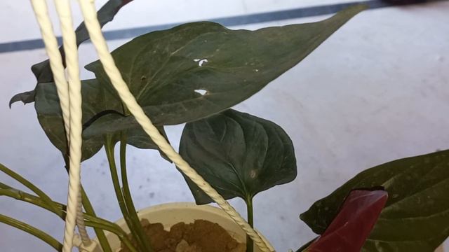 Very Exotic Plants Very Rare जेट Black Reverse Red Syngonium And Silver Queen Pothos