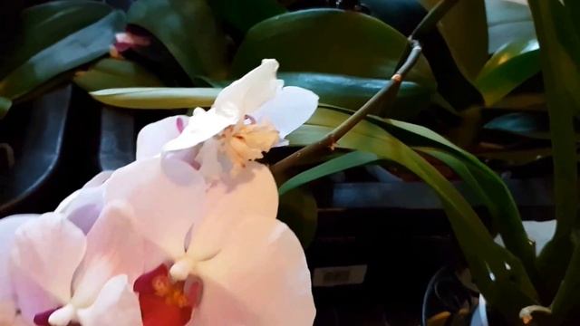 ✽ ✾ ✿ ❀ Полив орхидей во время отпуска✽ ✾ ✿ ❀ смотреть онлайн