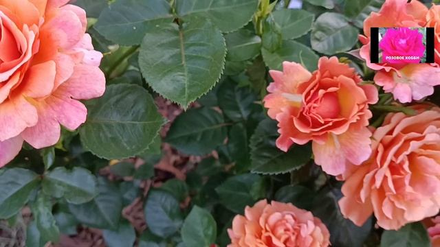 ФЛОРИБУНДА. НАЧИНАЮЩИМ